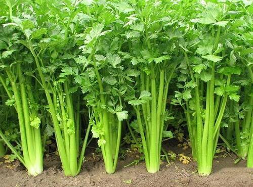 蔬菜品種:香芹