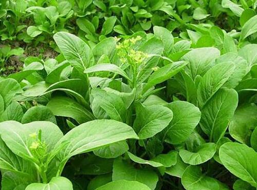 蔬菜品種:菜心