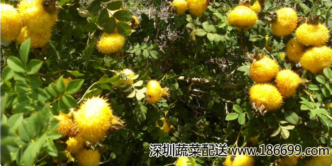 深圳蔬菜配送?公司帶您解析：深藏山野的“維C之王”