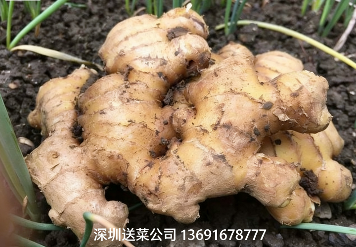 鮮姜實力派，深圳蔬菜配送公司送5大特效護您健康！