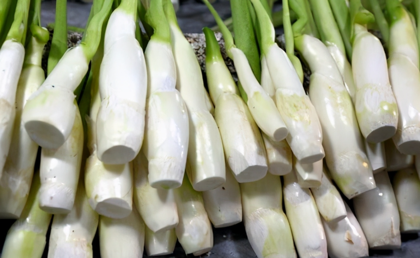 蔬菜配送公司選品參考:耐鹽茭白的生長(zhǎng)秘訣