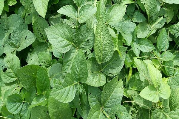 1760173448.jpg tupian_maodou3.jpg