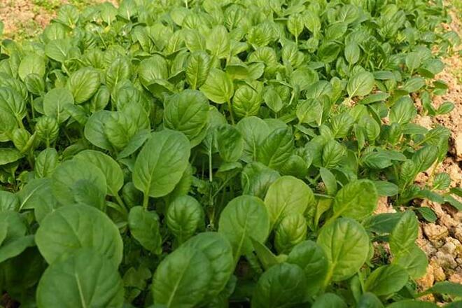 1760955803.jpg tupian_jidi15.jpg