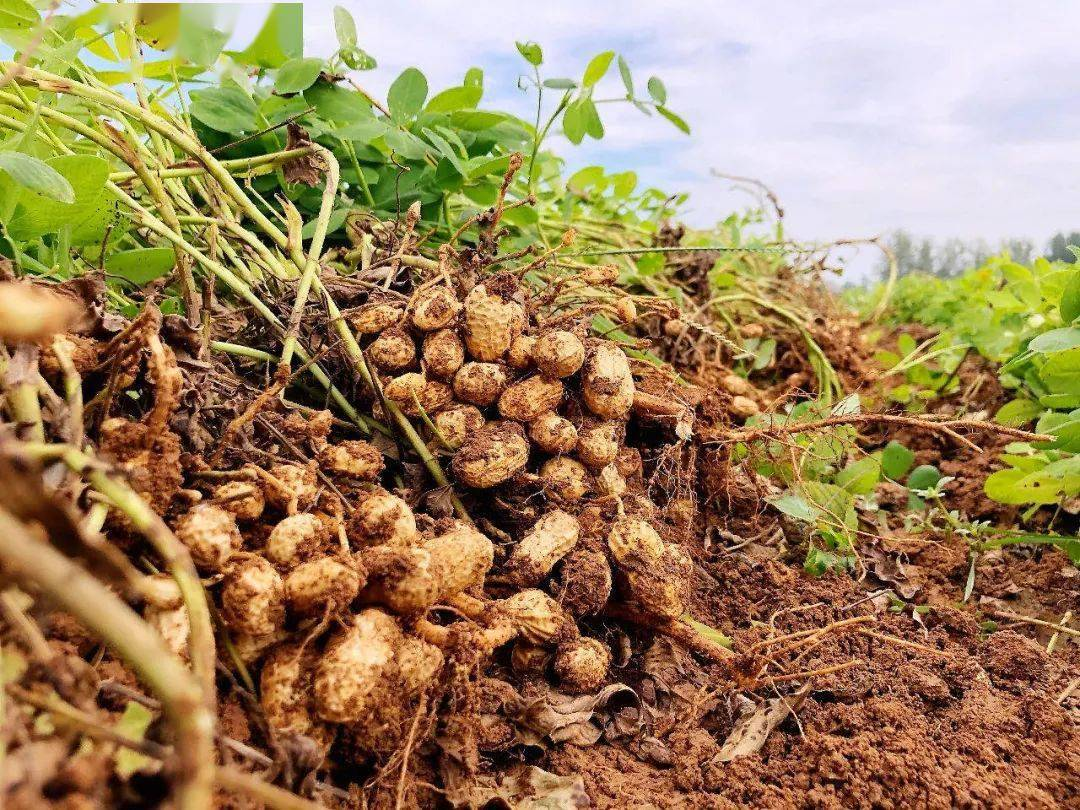 1762445865274954.png 1234.png