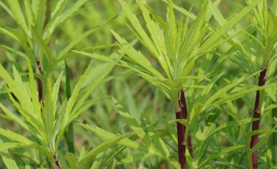 1763290272.png 52D8EFB417F4E0A15F6790BD40BD4030.png