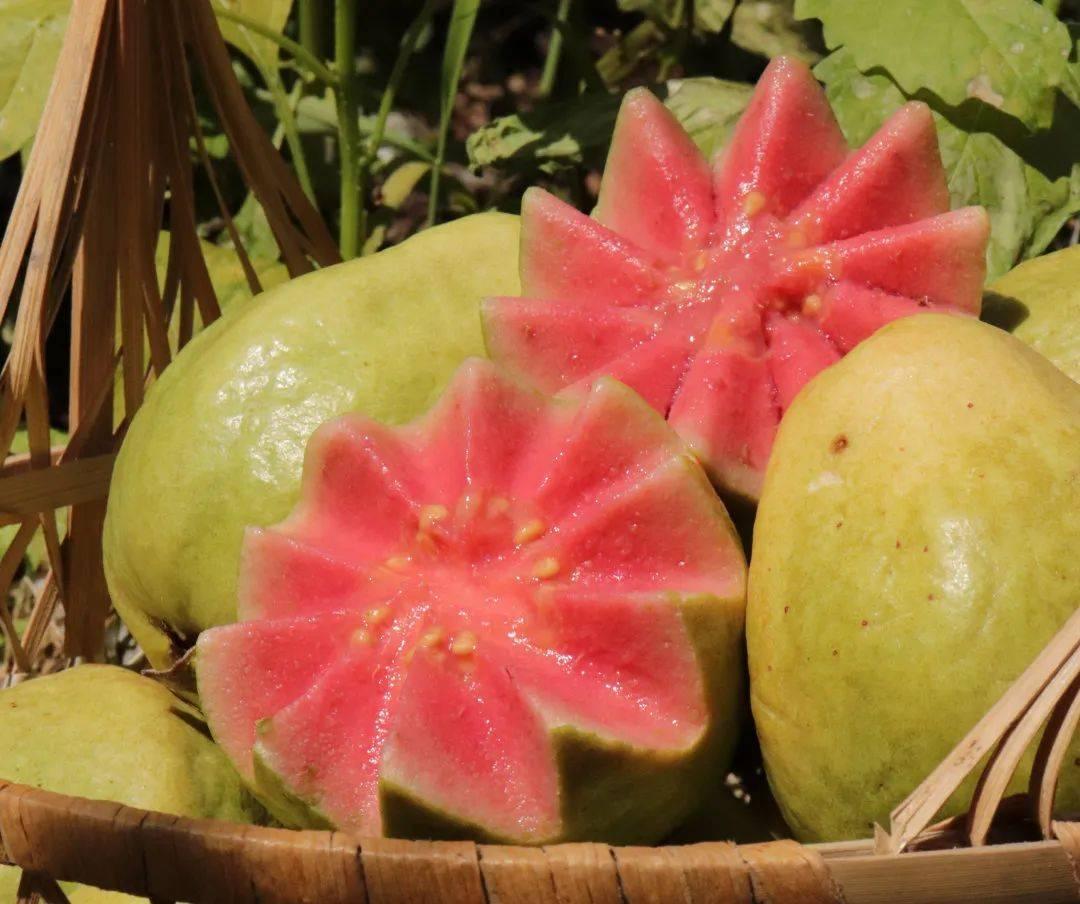 ?惠州生鮮蔬菜配送中心為您科普芭樂的營養價值