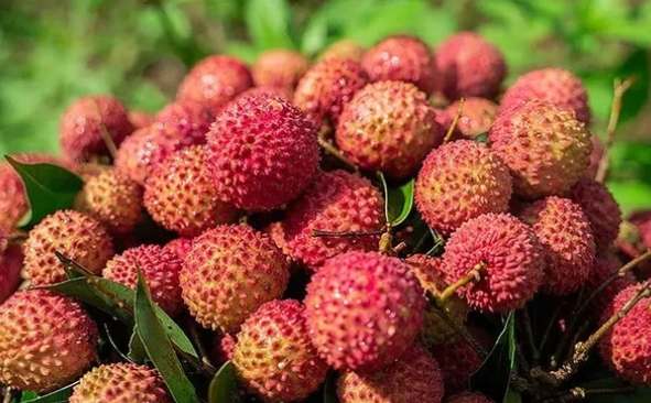 荔枝:不止是美味,更是營養小寶庫